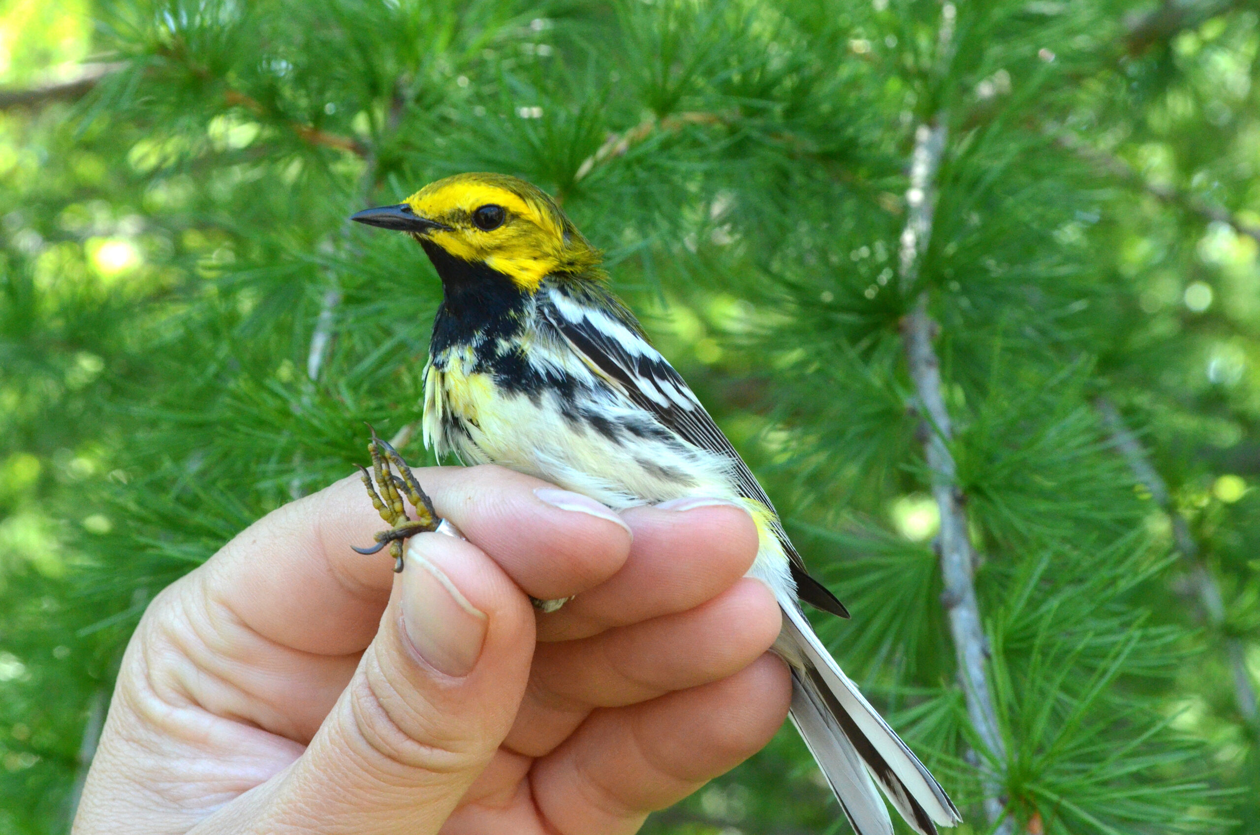 Small Songbird in Hand
