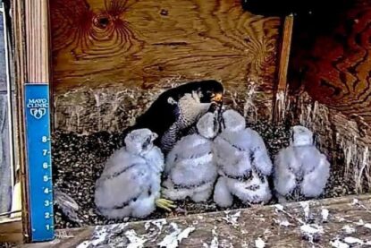 Peregrine Falcon Chicks