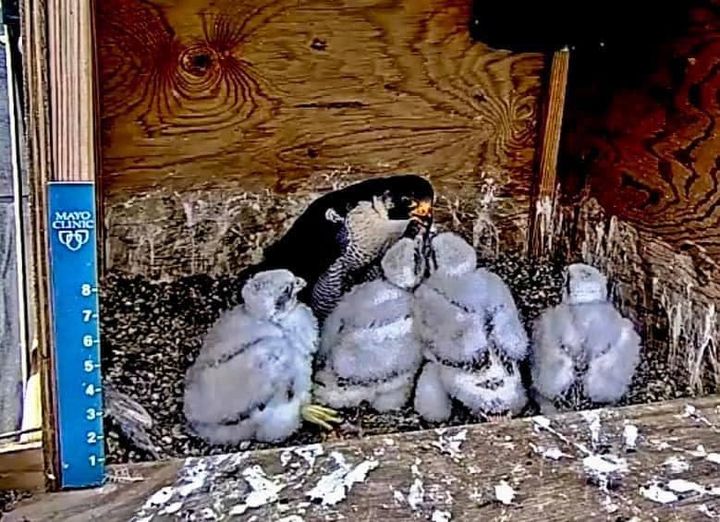 Mayo Clinic Peregrines Falcon Live Stream Wolf Ridge