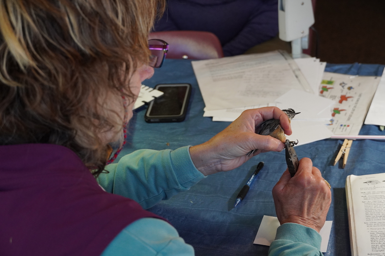 Bird banding at Wolf Ridge