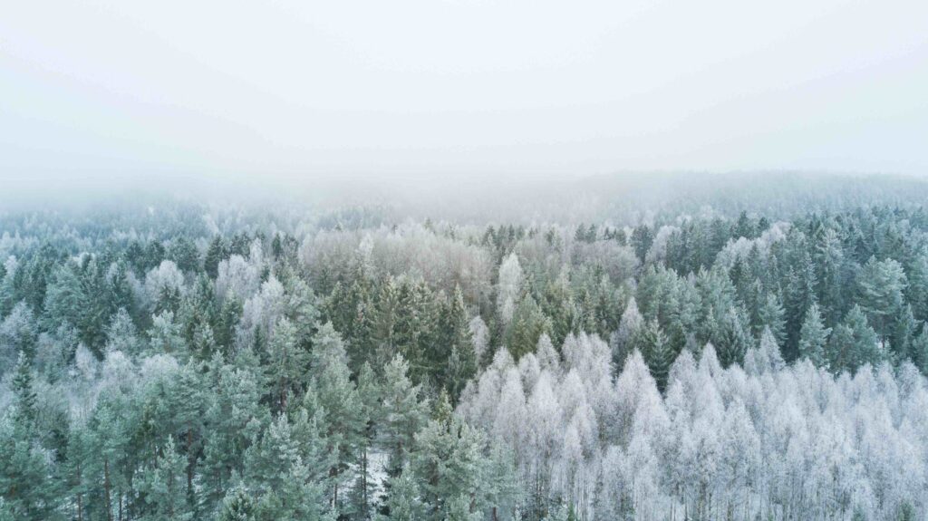 Evergreen Trees in Winter