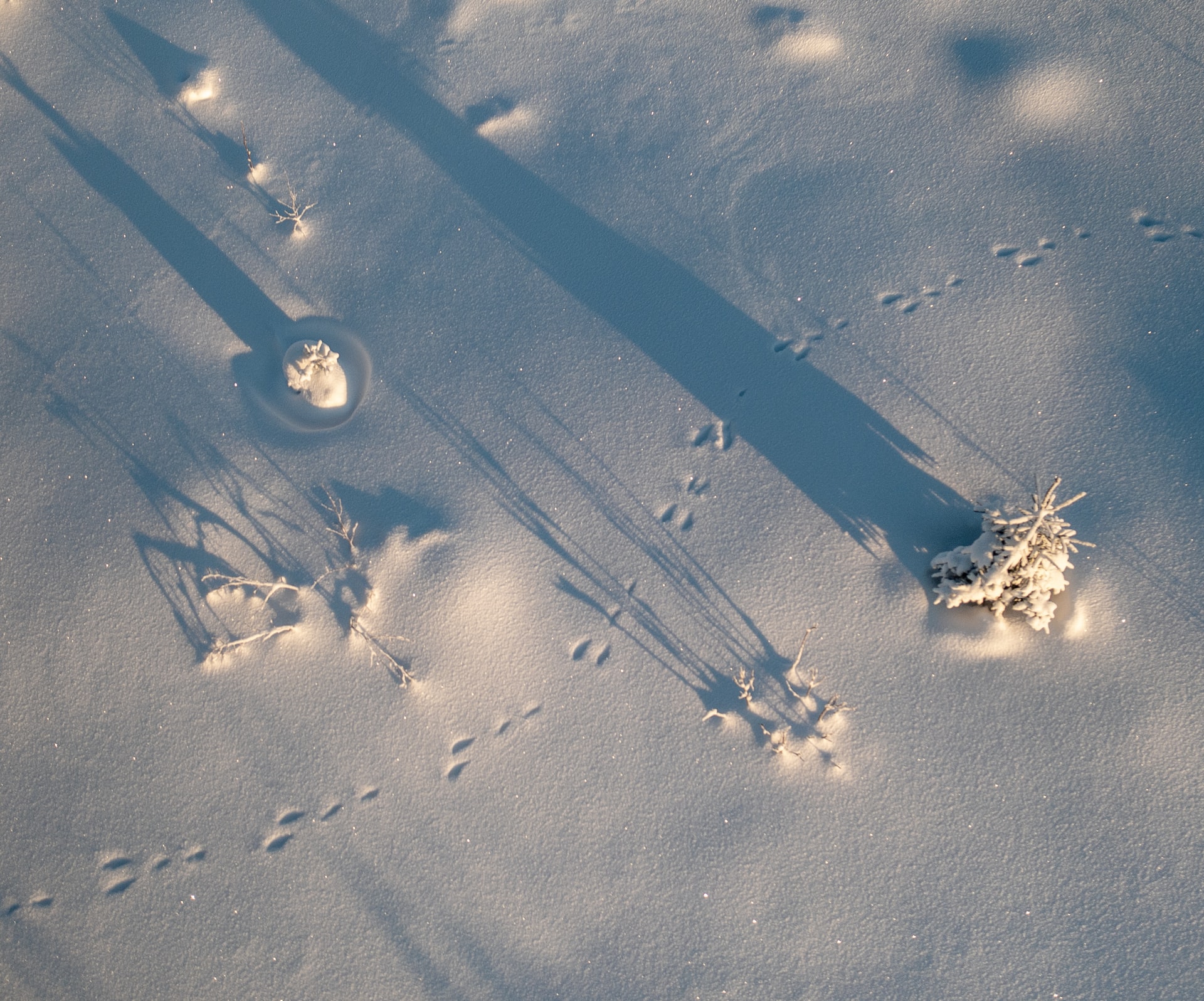 snowshoe hare tracks in the snow