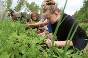students harvesting greens